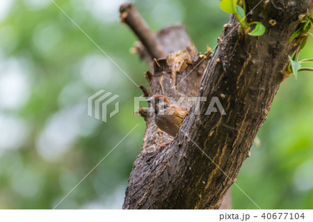 Bird (Eurasian tree sparrow) in a nature wild 40677104