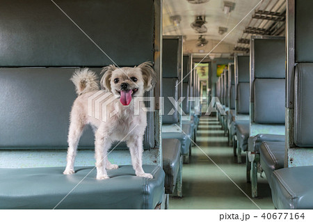 Dog so cute inside a railway train wait for travel Dog so cute inside a railway train wait for travel 40677164