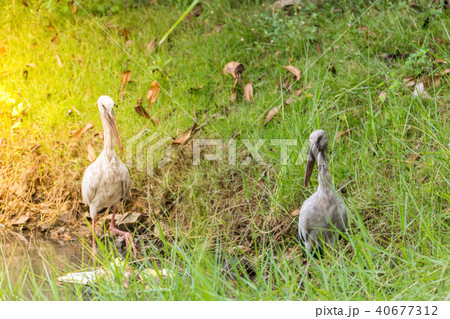 Bird (Anastomus oscitans) in a nature wild Bird (Anastomus oscitans) in a nature wild 40677312