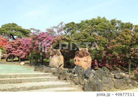 館林市つつじが岡公園 正面広場のたぬき 館林市つつじが岡公園 正面広場のたぬき 40677511