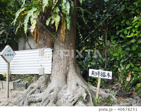 フクギ並木 フクギ並木 40678251