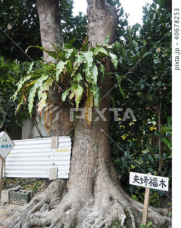 フクギ並木 フクギ並木 40678253
