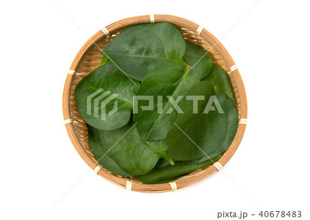 オカワカメ 40678483