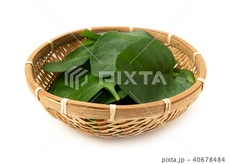 オカワカメ オカワカメ 40678484