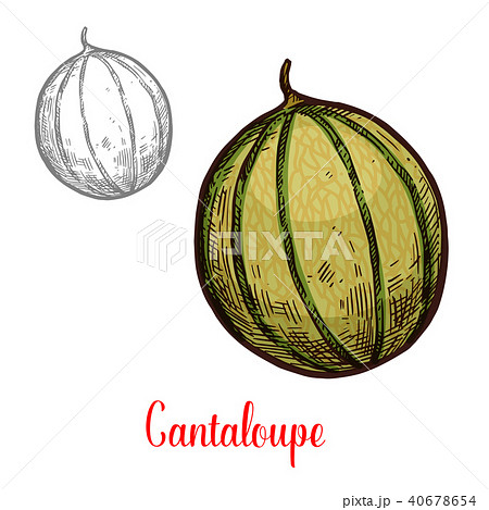 Cantaloupe fresh exotic fruit Cantaloupe fresh exotic fruit 40678654