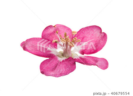 pink flowers of apple-tree isolated 40679554