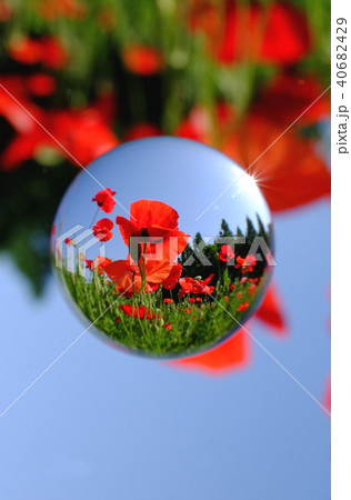 ポピーを閉じ込めて 40682429