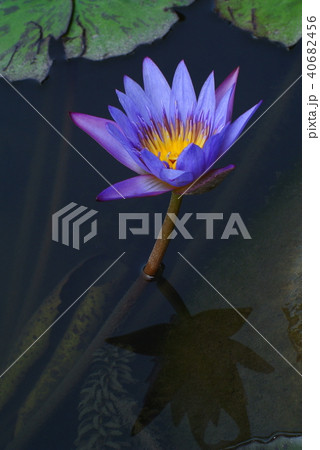 花 フラワー お花 40682456