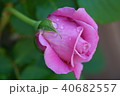 ピンクのバラ 40682557