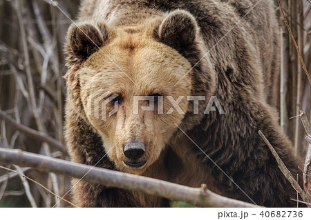 Eurasian brown bear, Romania Eurasian brown bear, Romania 40682736