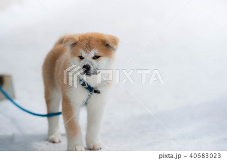 秋田犬の子犬の写真素材