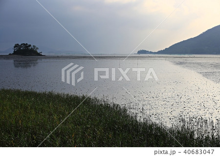 順天市 順天湾 葦 40683047