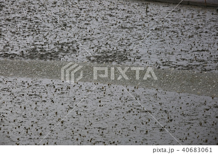 順天市 順天湾 湿地 40683061