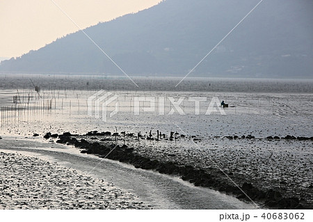 順天市 順天湾 湿地 40683062