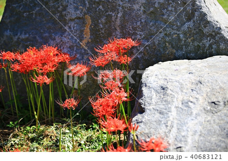 全羅南道 順天市 順天湾 40683121