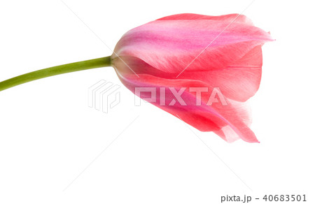 pink tulip isolated 40683501