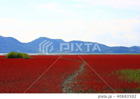 順天市 七面草 アッケシソウ 40683502