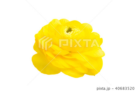 yellow buttercup isolated 40683520
