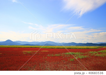 順天市 七面草 アッケシソウ 40683536