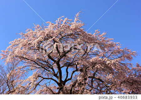晴れ渡った青空と満開の不動桜(3) 40683933
