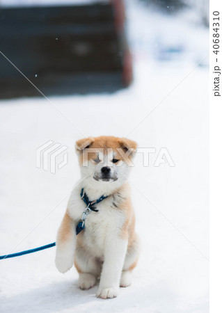 秋田犬の子犬の写真素材