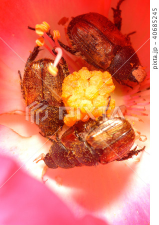 昆虫 花 カブトムシ 40685245