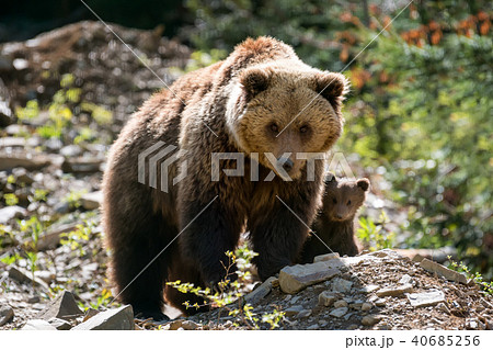 Brown bear with cub in forest Brown bear with cub in forest 40685256