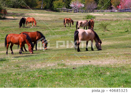 木曽馬の里　開田高原　木曽馬　木曽町 40685325