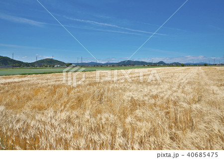麦秋のビール麦畑 40685475