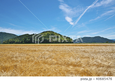 麦秋のビール麦畑 40685476