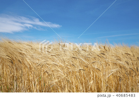 麦秋のビール麦畑 麦秋のビール麦畑 40685483
