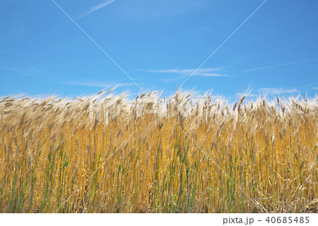 麦秋のビール麦畑 麦秋のビール麦畑 40685485
