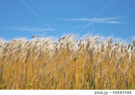 麦秋のビール麦畑 40685486