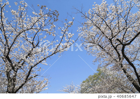 足立区東綾瀬公園 青空と桜 足立区東綾瀬公園 青空と桜 40685647