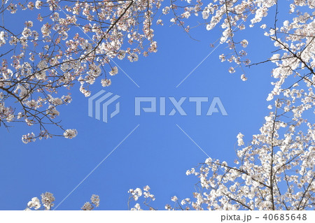 足立区東綾瀬公園　青空と桜 40685648