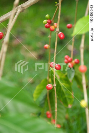 コーヒーの実 40686648