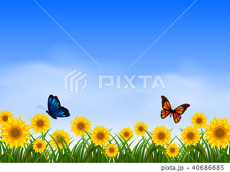 Two butterfly flying in sunflower garden Two butterfly flying in sunflower garden 40686685