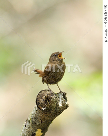 ミソサザイ ミソサザイ 40686740