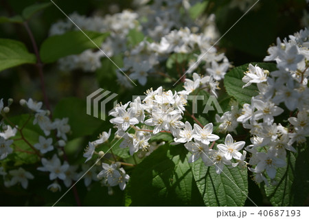 春の白い花の写真素材