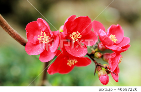 ボケの花 40687220