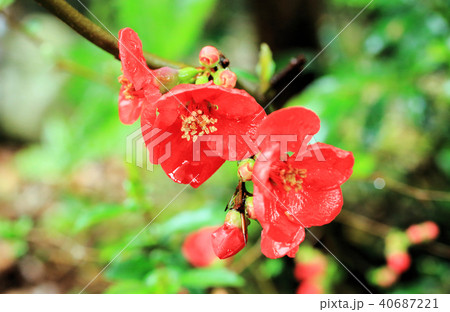 ボケの花 40687221