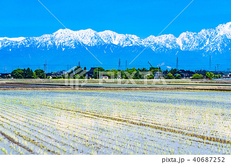 《富山県》立山連峰・水を張った初夏の水田 40687252