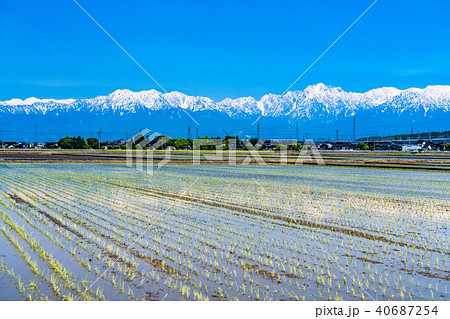 《富山県》立山連峰・水を張った初夏の水田 40687254