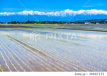《富山県》立山連峰・水を張った初夏の水田 40687255