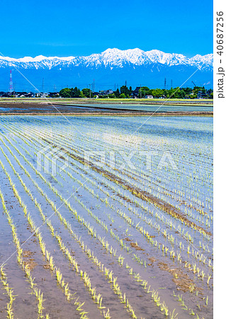 《富山県》立山連峰・水を張った初夏の水田 40687256