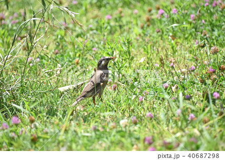 ムクドリ 椋鳥 の写真素材