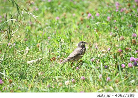 ムクドリ（椋鳥） 40687299