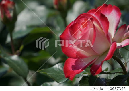 赤いバラの花 40687365