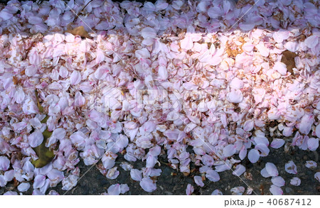 桜の花びら 桜の花びら 40687412