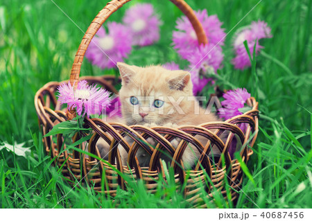 Cute little red kitten sitting in a basket Cute little red kitten sitting in a basket 40687456